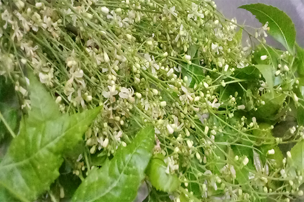 vepa flowers and leaves or neemflowersand leaves