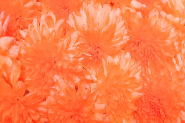 Back Ground Design Colors / Images