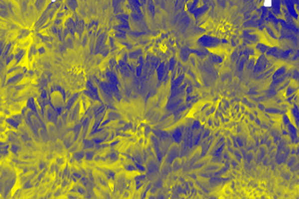 Back Ground Design Colors / Images
