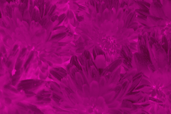 Back Ground Design Colors / Images