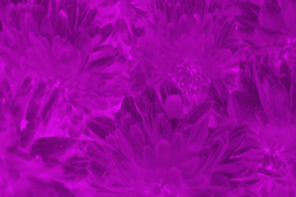 Back Ground Design Colors / Images