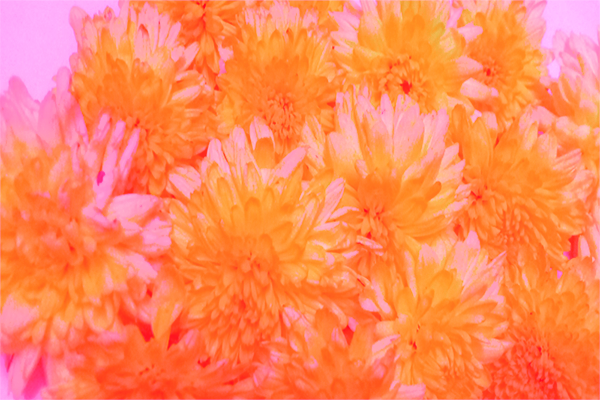 Back Ground Design Colors / Images