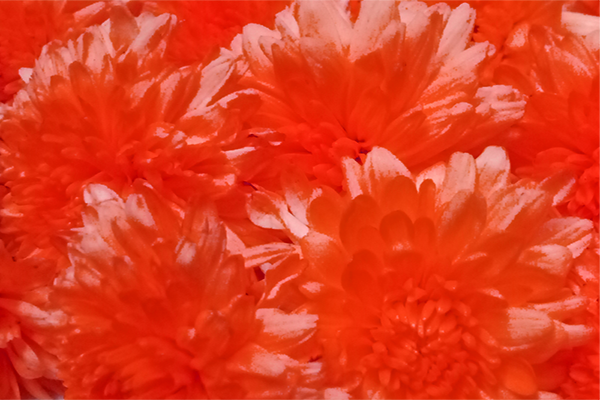 Back Ground Design Colors / Images