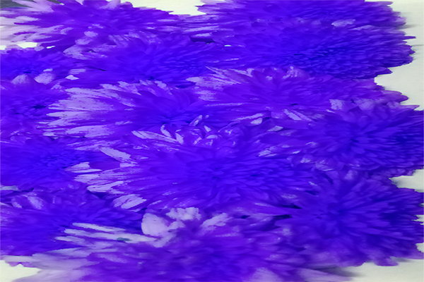 Back Ground Design Colors / Images