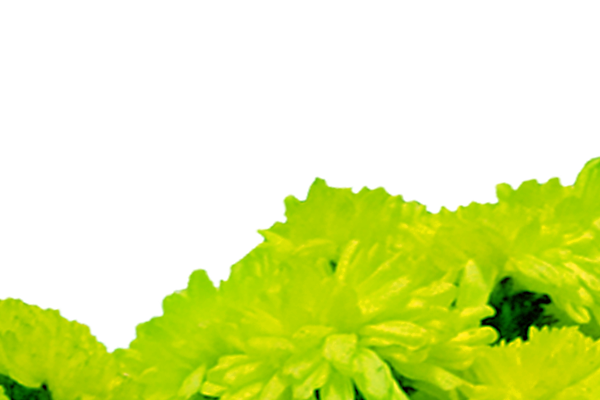 Back Ground Design Colors / Images