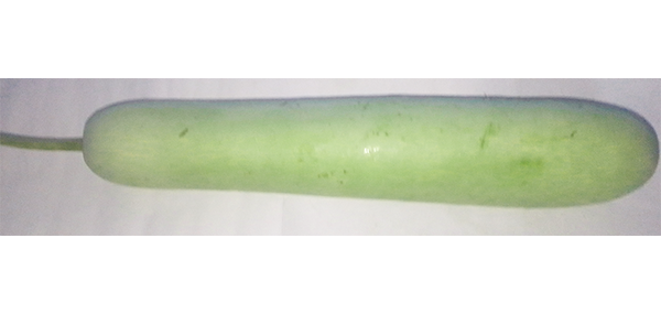 BottleGourd