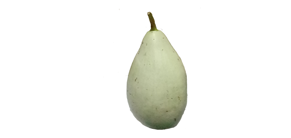 BottleGourd