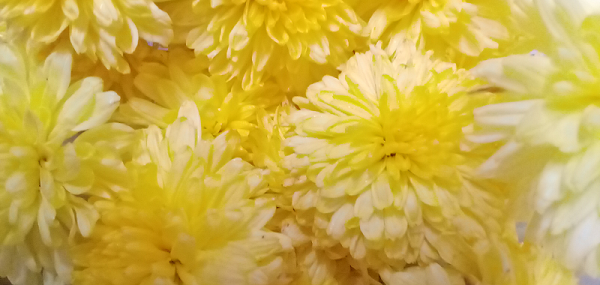 Chrysanthemum / చామంతి