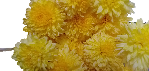 Chrysanthemum / చామంతి