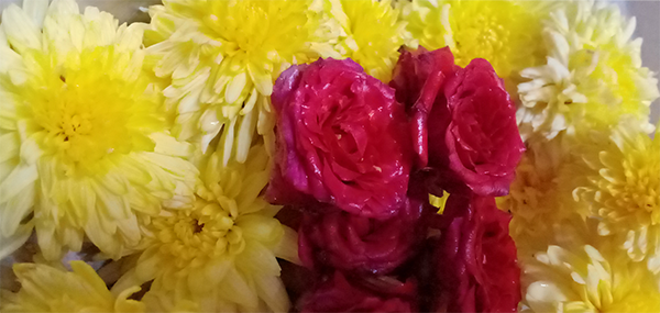 Chrysanthemum / చామంతి