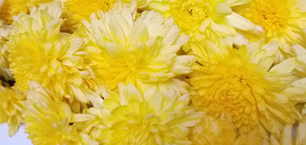 Chrysanthemum / చామంతి