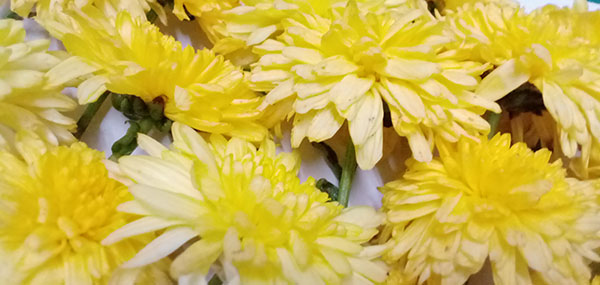 Chrysanthemum / చామంతి