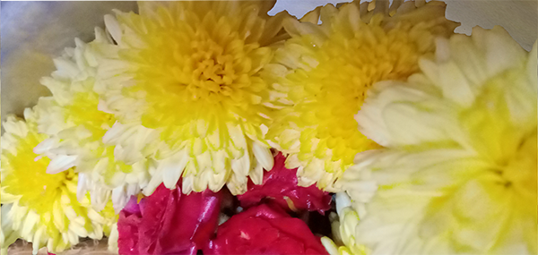 Chrysanthemum / చామంతి