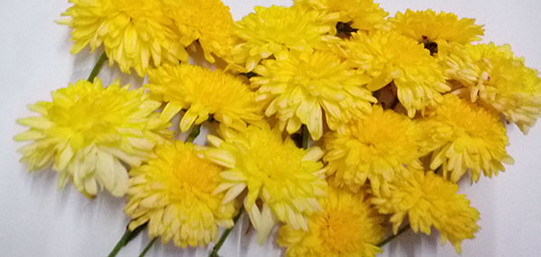 Chrysanthemum / చామంతి