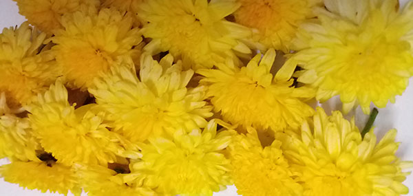 Chrysanthemum / చామంతి