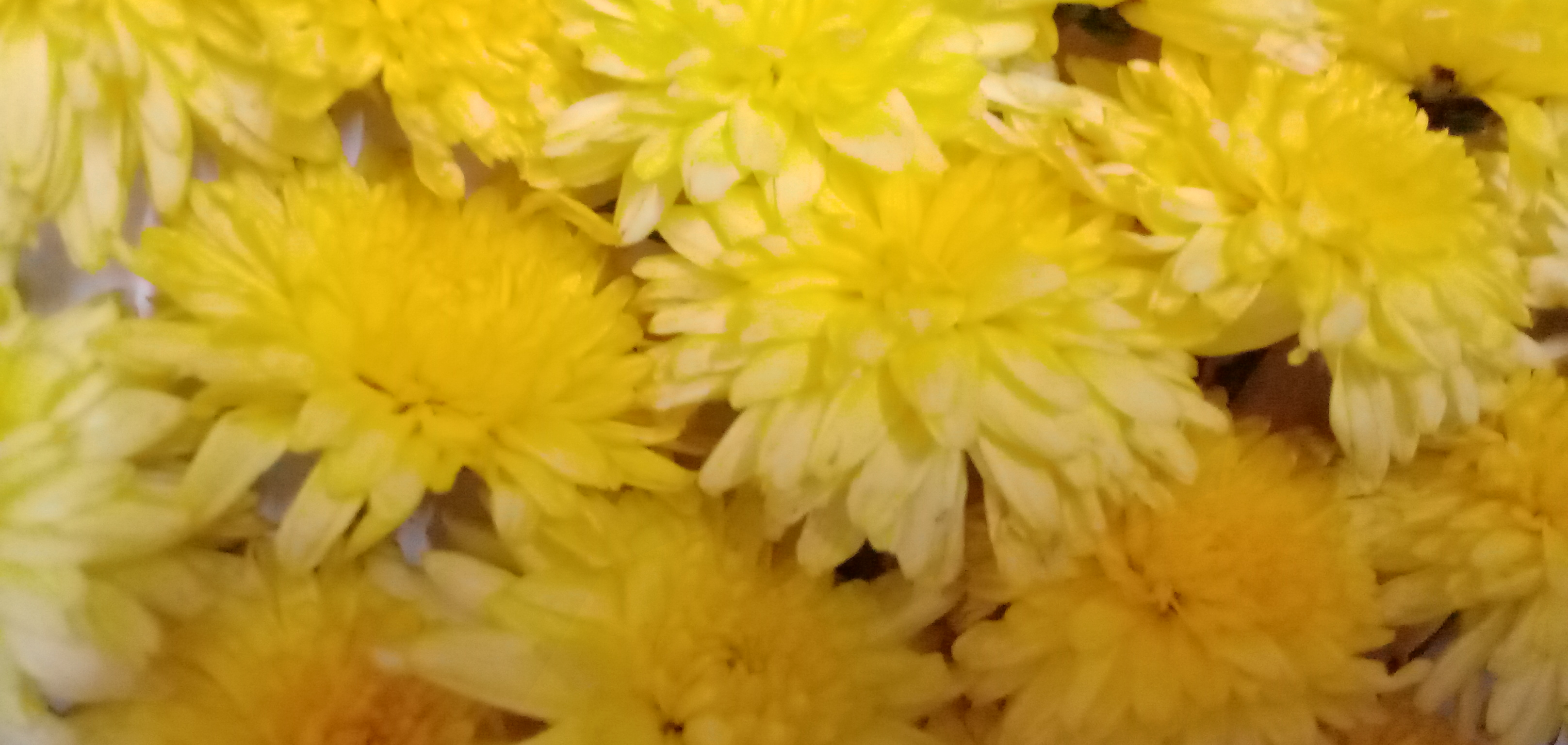 Chrysanthemum / చామంతి