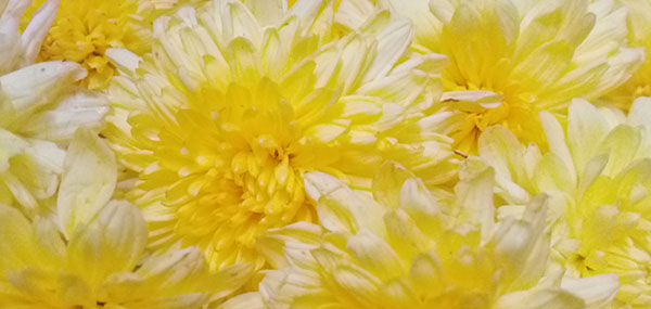 Chrysanthemum / చామంతి