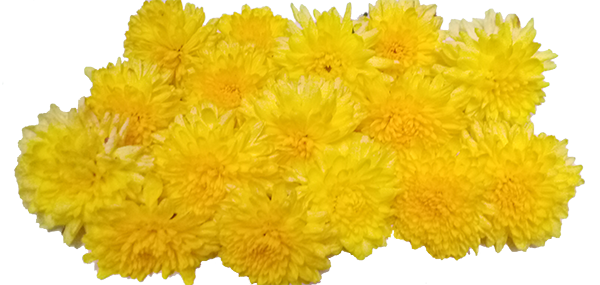 Chrysanthemum / చామంతి
