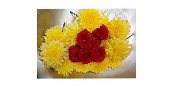 Chrysanthemum / చామంతి
