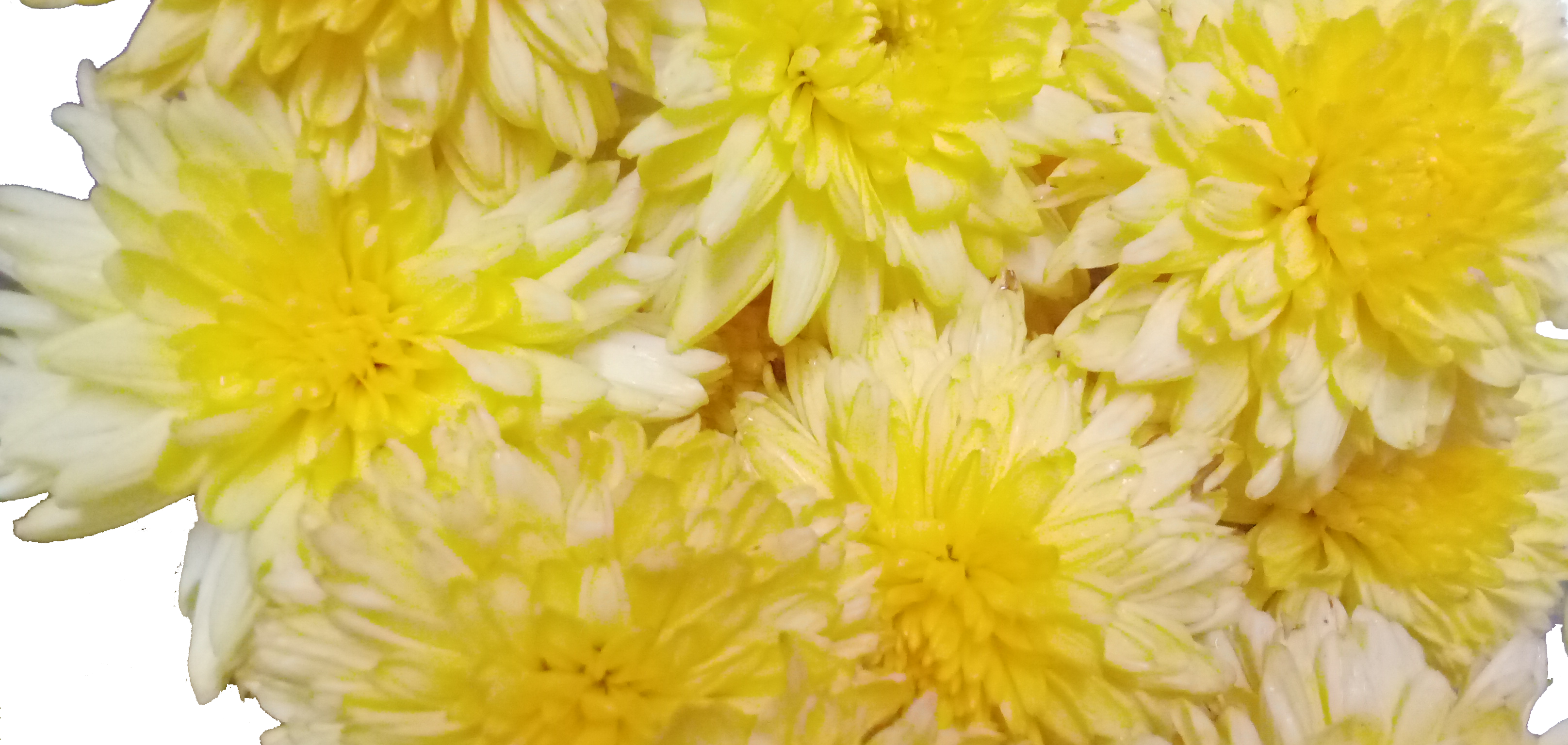Chrysanthemum / చామంతి