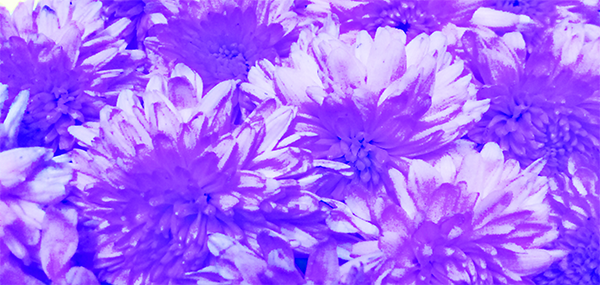 Chrysanthemum / చామంతి