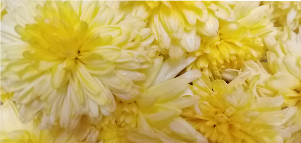 Chrysanthemum / చామంతి