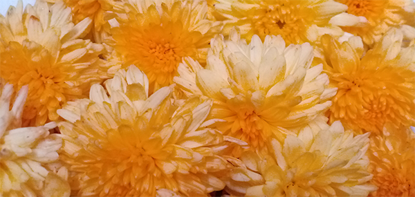 Chrysanthemum / చామంతి