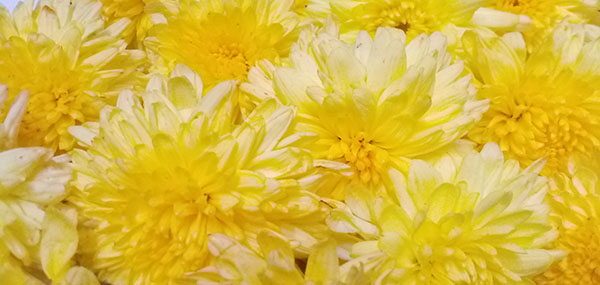 Chrysanthemum / చామంతి