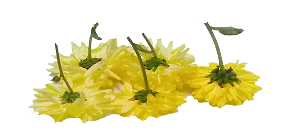 Chrysanthemum / చామంతి