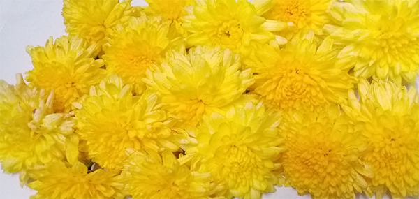 Chrysanthemum / చామంతి