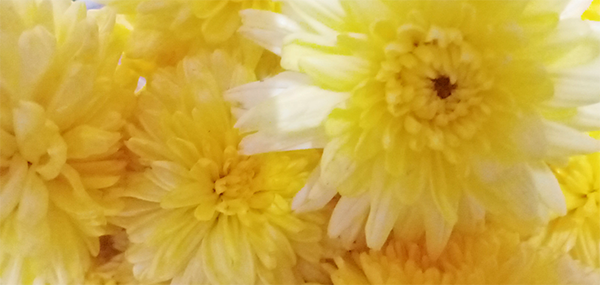 Chrysanthemum / చామంతి