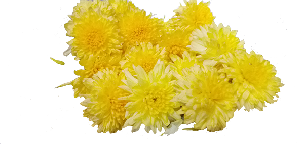 Chrysanthemum / చామంతి