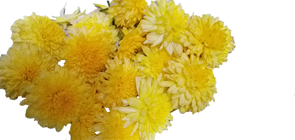 Chrysanthemum / చామంతి