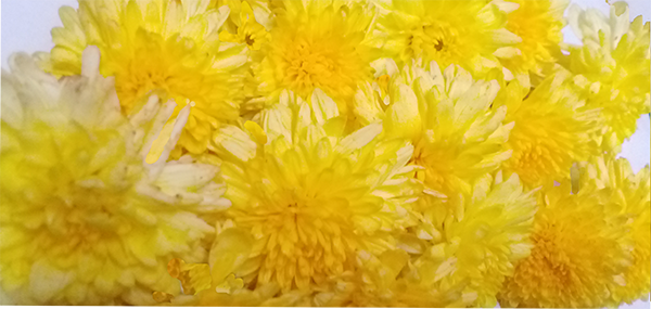 Chrysanthemum / చామంతి