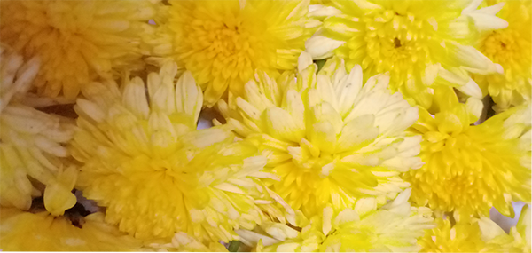 Chrysanthemum / చామంతి