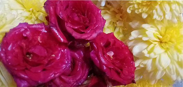 Chrysanthemum / చామంతి