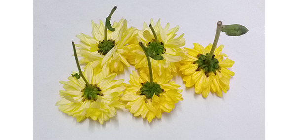 Chrysanthemum / చామంతి