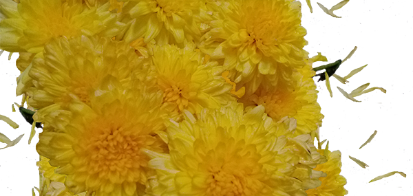 Chrysanthemum / చామంతి