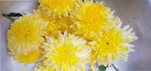 Chrysanthemum / చామంతి