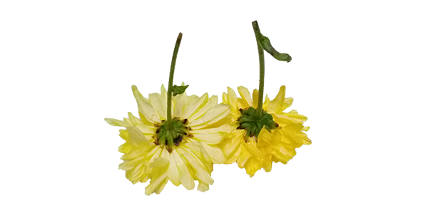 Chrysanthemum / చామంతి