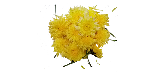 Chrysanthemum / చామంతి