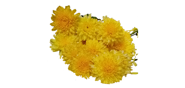 Chrysanthemum / చామంతి