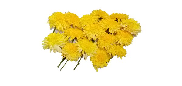 Chrysanthemum / చామంతి