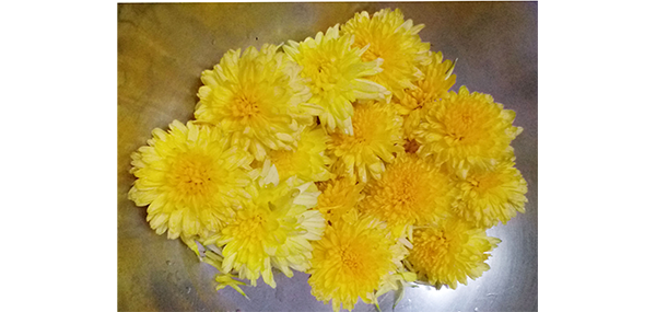Chrysanthemum / చామంతి