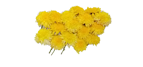 Chrysanthemum / చామంతి