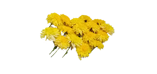 Chrysanthemum / చామంతి
