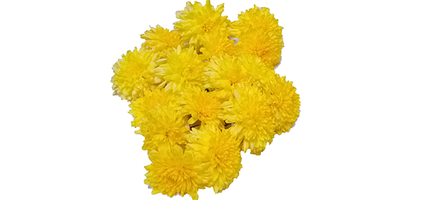 Chrysanthemum / చామంతి
