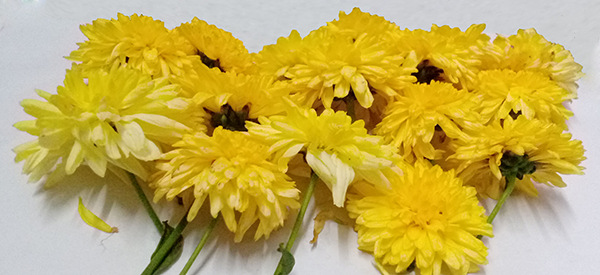 Chrysanthemum / చామంతి