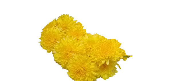 Chrysanthemum / చామంతి