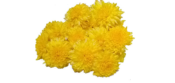 Chrysanthemum / చామంతి